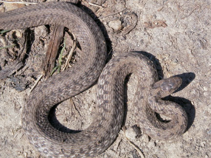 Baby Copperhead Snakes Pictures on As A Baby Copperhead Is The Dekay S Brown Snake