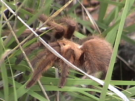 Tarantulas In Texas. A Texas Brown Tarantula I