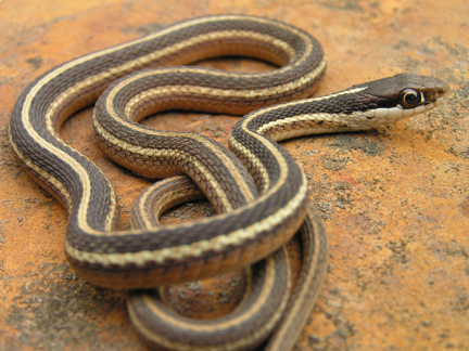 Eastern Ribbon Snake Diets